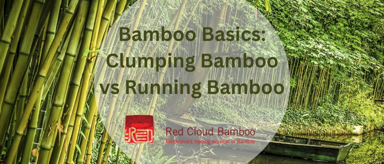 Running vs Clumping Bamboo