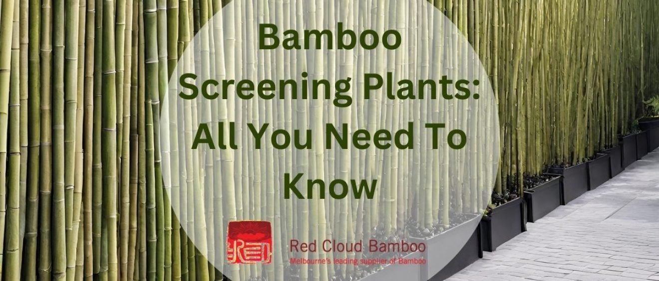 Bamboo Screening Plants