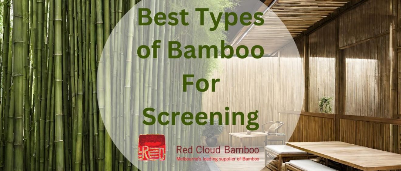 Best Types of Bamboo For Screening