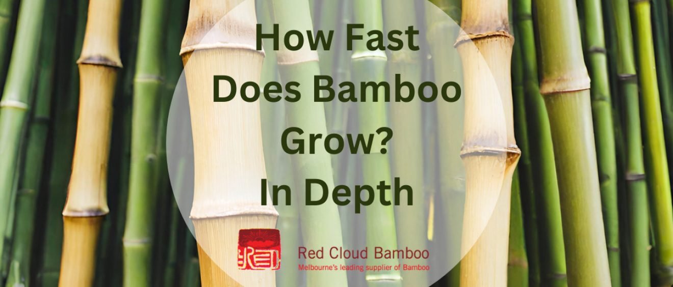 How Fast Does Bamboo Grow