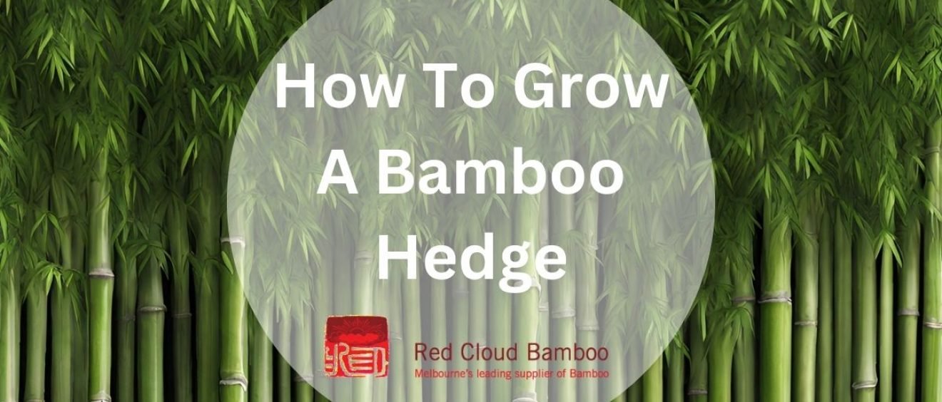 How To Grow A Bamboo Hedge