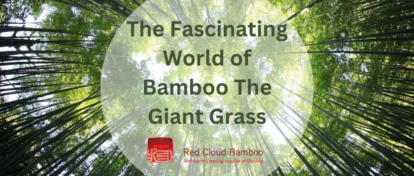 The Fascinating World of Bamboo The Giant Grass