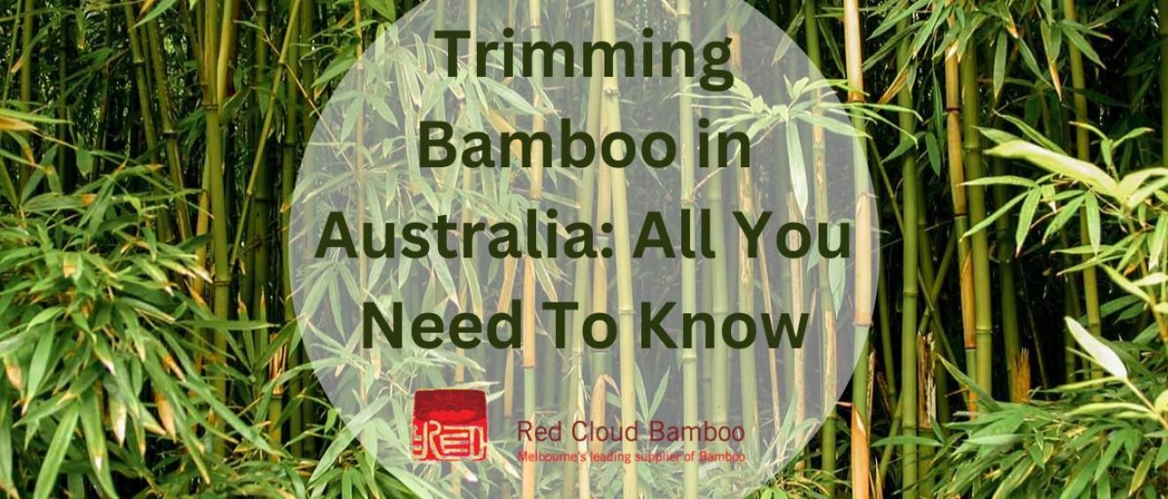 Trimming Bamboo in Australia